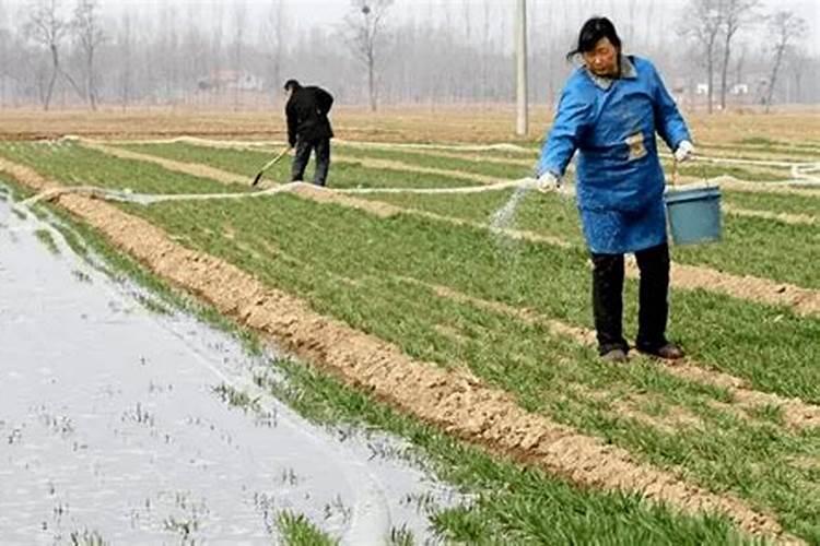 什么时候给小麦追肥会是最为合适的阶段