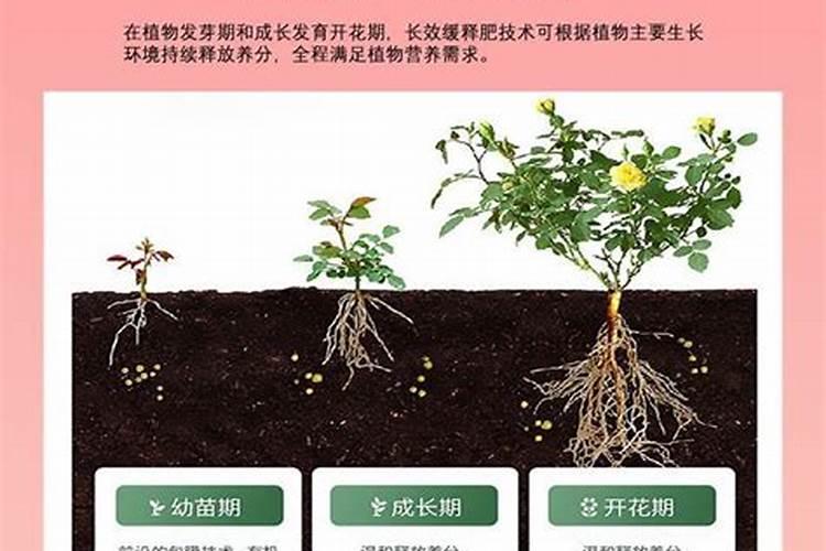 关于种花的土壤、假植、施肥问题