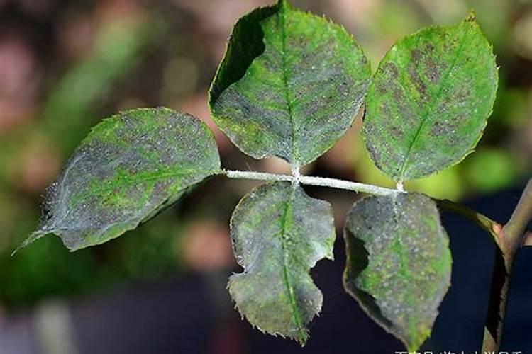 月季在夏天感染了白粉病和红蜘蛛,导致部分叶片发黄,该如何防治？