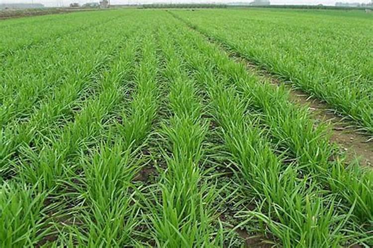 什么绿色植物做肥料好