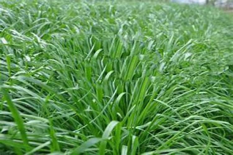 多年生和一年生的黑麦草的区别