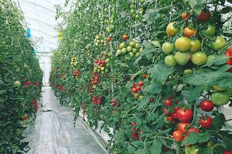 蓝莓施肥用什么肥料
