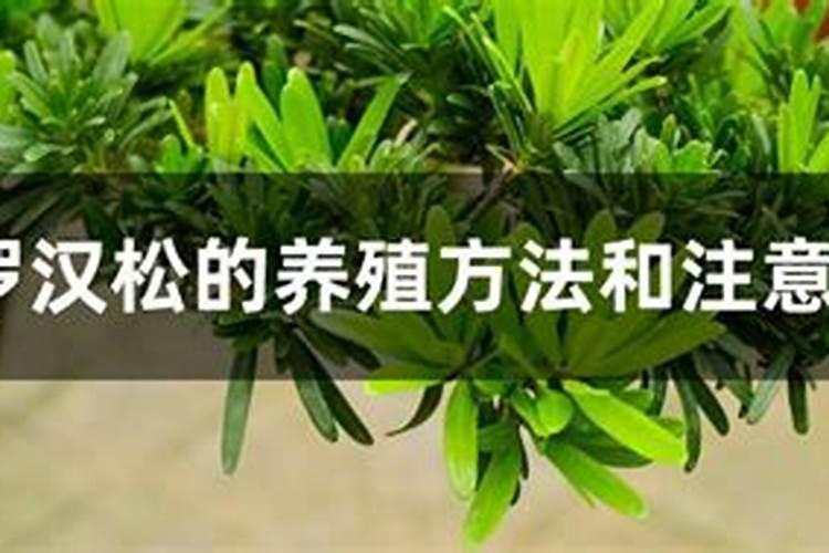 米叶罗汉松怎么养