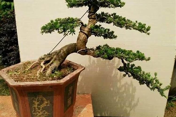 米叶罗汉松怎么养殖长得快