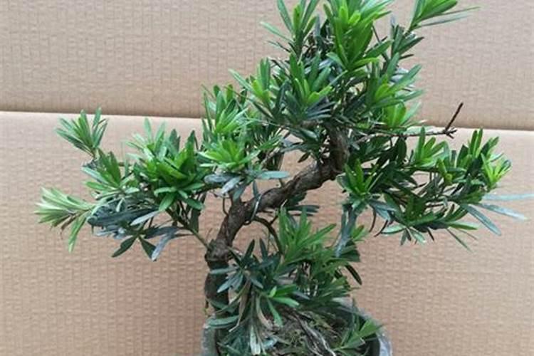 米叶罗汉松盆景苗怎么养
