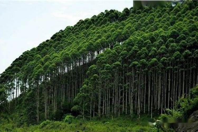 种植桉树底肥放多少