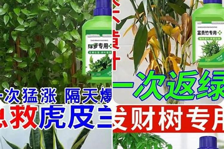 养花必备施肥技巧;花肥怎么施更有效果