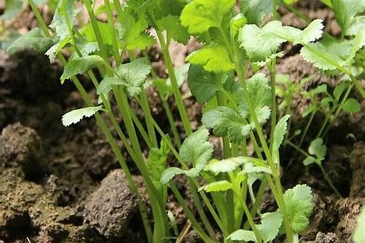 香菜可以用磷酸二氢钾吗