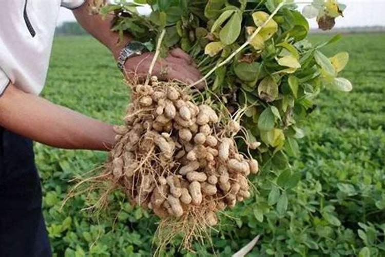 灰枣花期可以打钙镁硼锌铁肥吗