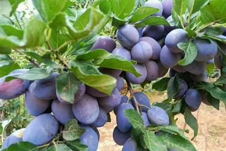 西梅结果上什么肥料好