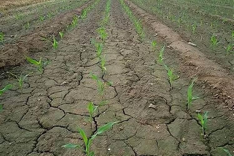 玉米底肥一次性施肥 氮磷钾 各用多少？