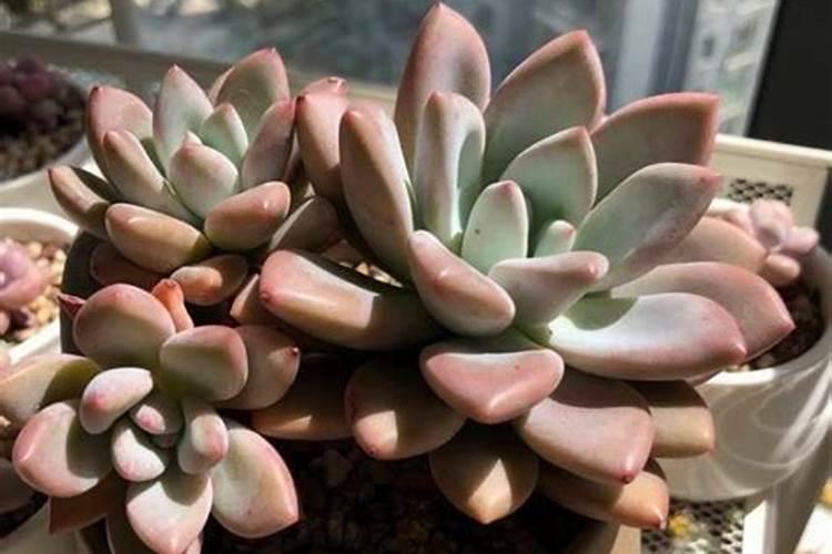 多肉怎么施肥才能长得好 施肥需要注意什么