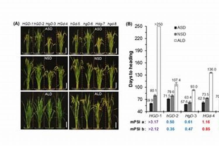 种植萝卜如何施硼肥？施硼肥都有哪些好处呢？