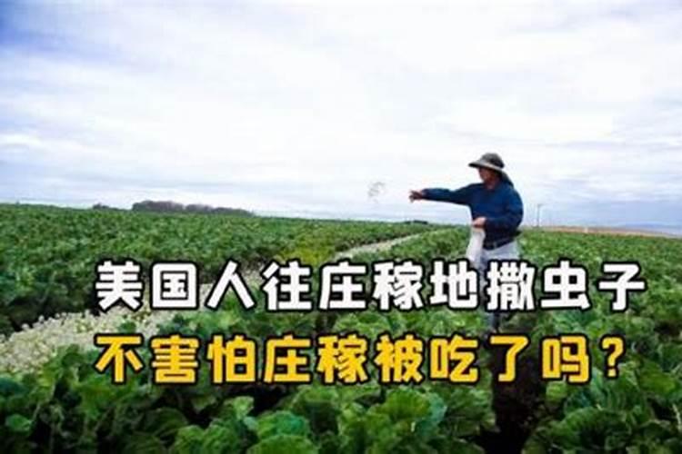 钾肥过量有什么危害科学施肥