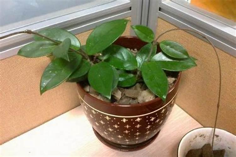 球兰用什么肥料开花多 球兰怎么浇水