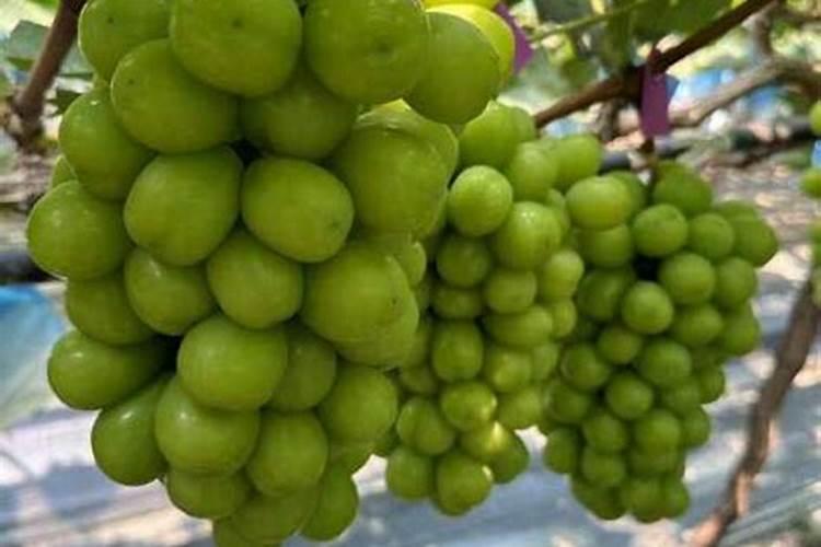 第一年阳光玫瑰栽培养殖方法