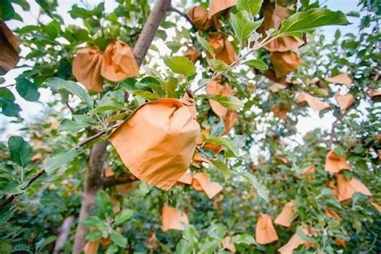 桃子套袋,使用什么农药最好？