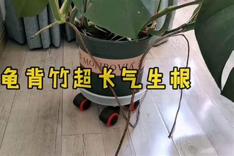 龟背竹施什么肥最好