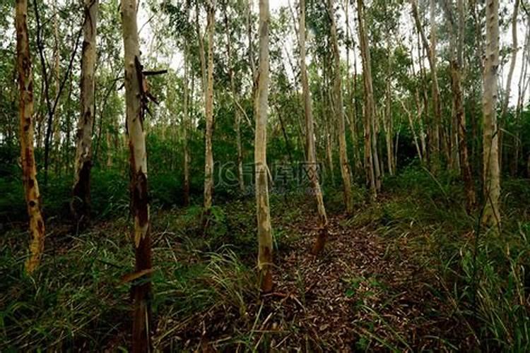 桉树用什么肥料最合适