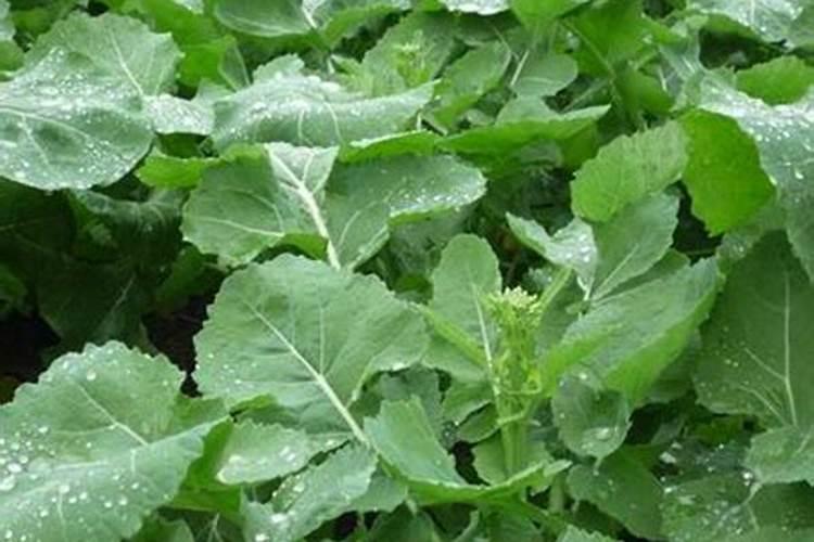 磷肥有什么作用？油菜为何要多施磷肥？