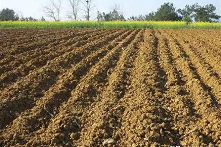 每亩谷子需要多少氮肥磷肥钾肥