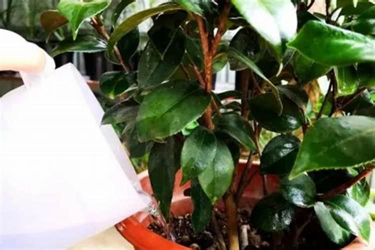 绿茶花盆栽怎么种 绿茶花盆栽种植方法