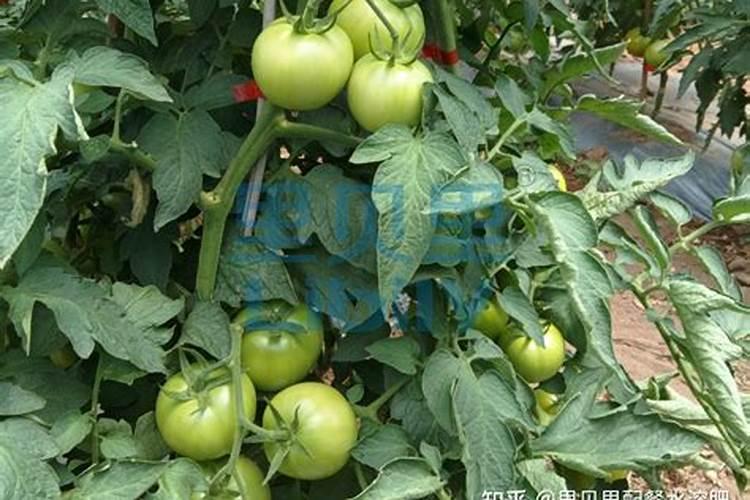 水溶肥好还是复合肥好