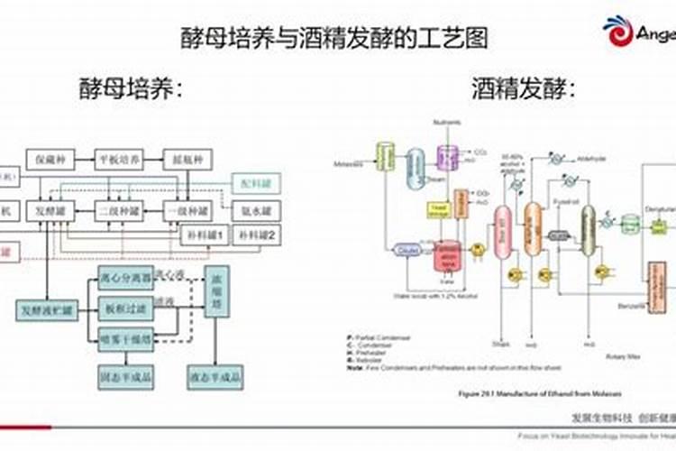 大棚种植芹菜施肥菜籽饼好还是嘛籽饼好