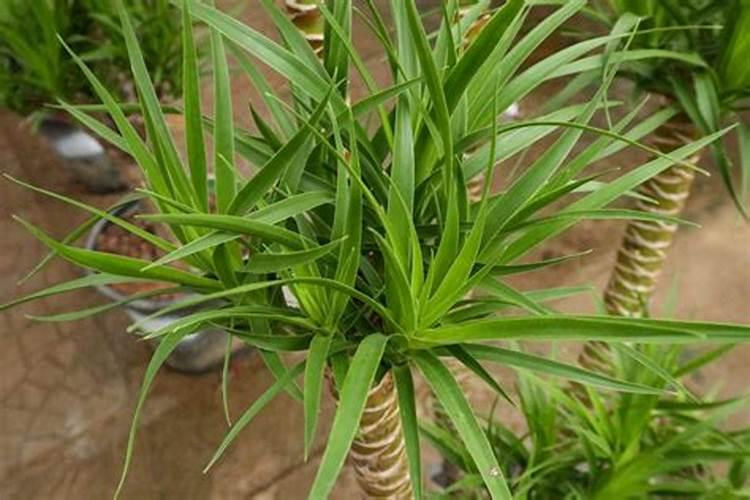 地热粗管的好还是细管的好？哪位能说说看？