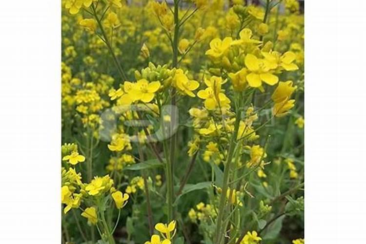 玉米底肥一次性施肥 氮磷钾 各用多少？