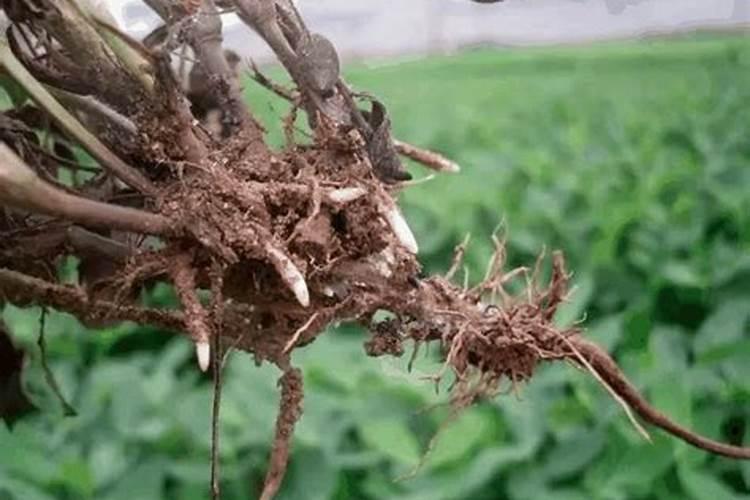 草莓施高氮肥会的根腐病吗？自从施过251515的复合肥以后,草莓死了好多...