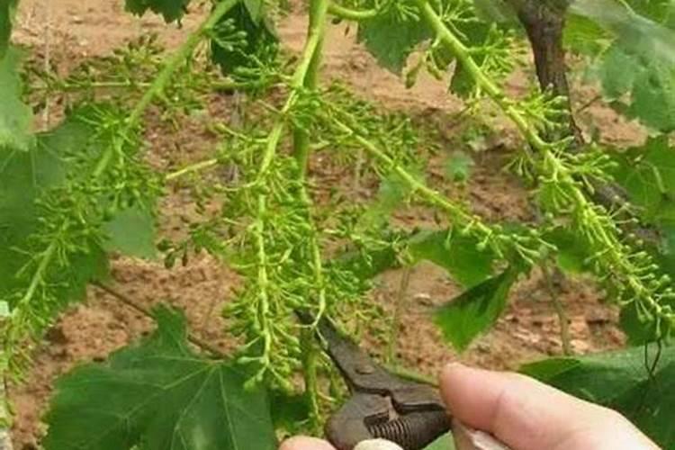 葡萄采摘后如何管理？谢谢!