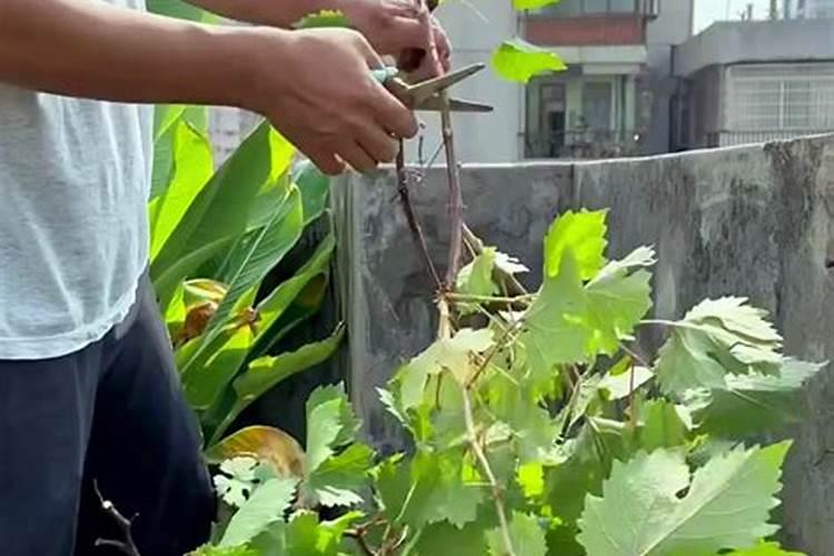 葡萄春天如何整枝