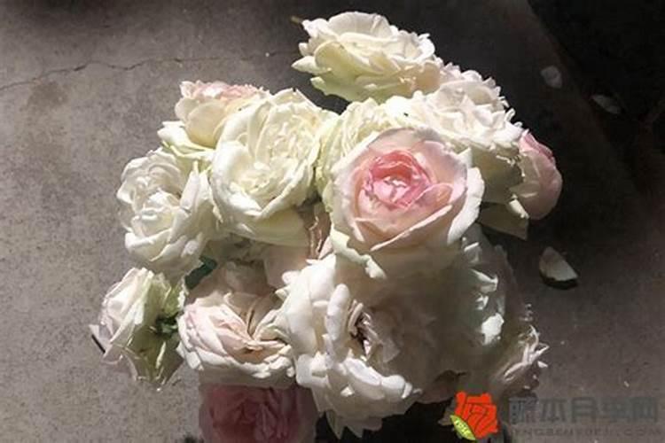 月季花怎么施肥,月季花施什么肥好？