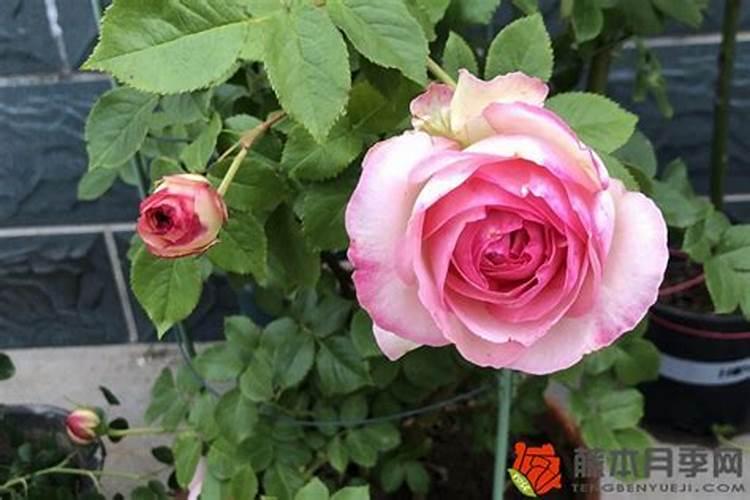 四季开花的胭脂扣月季这些优点非常出色
