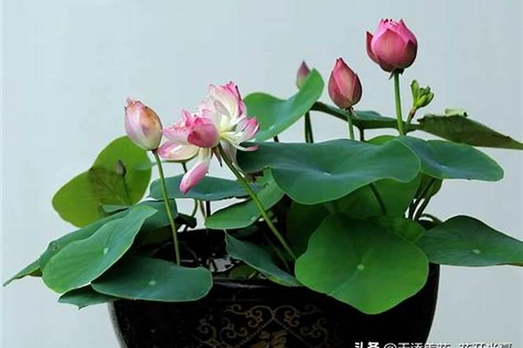 尿浇花正确方法