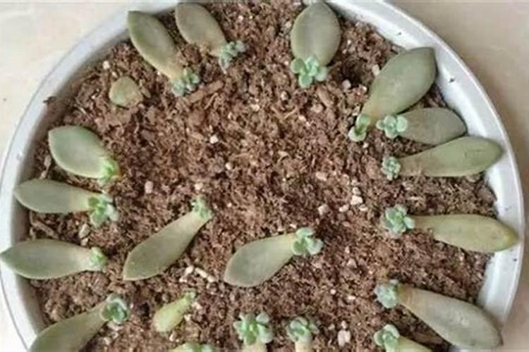 钙镁含量测定的EDTA滴定法如何操作？