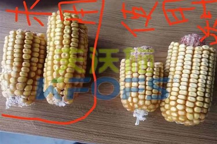 王米施锌肥什么锌肥好