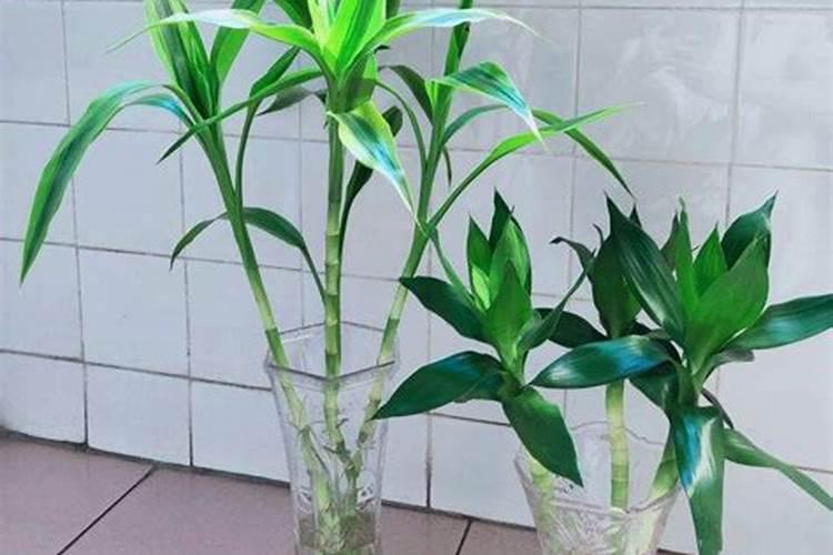 水中钙镁含量的测定