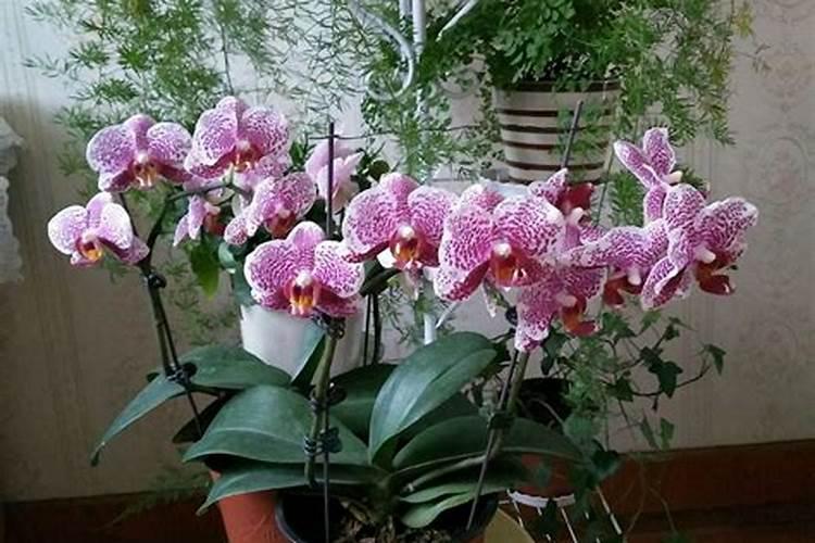 蝴蝶兰用什么肥好呢,我有磷酸二氢钾兑水可以吗
