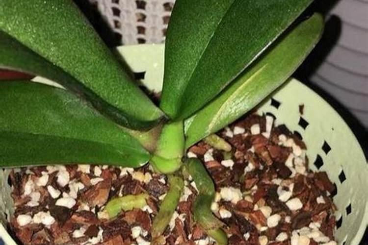 蝴蝶兰施什么肥？