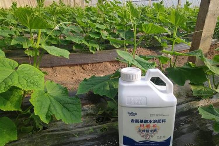 黄瓜追肥用什么肥料好？打什么叶面肥长的快？生根好的肥料？
