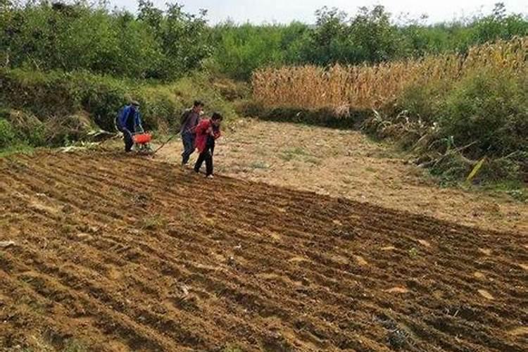 农药芸苔素有什么作用