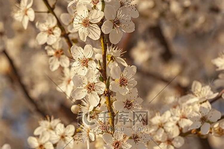 李子树什么时候打药？打什么药最有效呢？？？