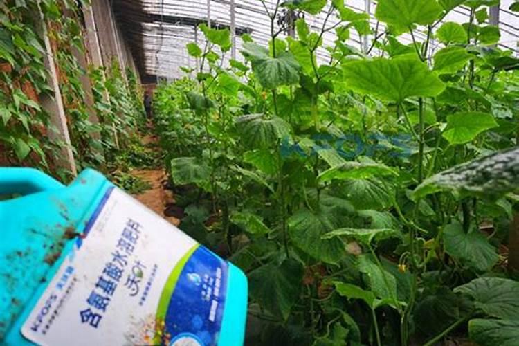 黄瓜挂果后施什么肥