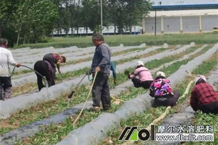 什么冲施肥对果实膨大最快