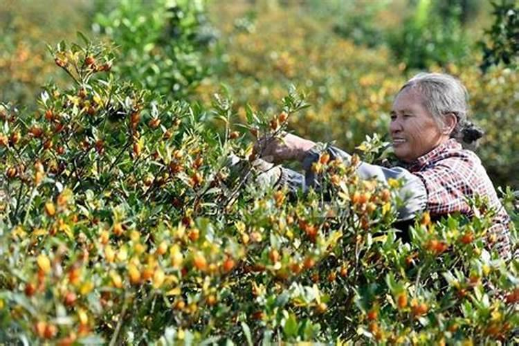 中药材专用肥,什么时候喷比较好？哪里有卖？中药材叶面肥用“昆仑风”