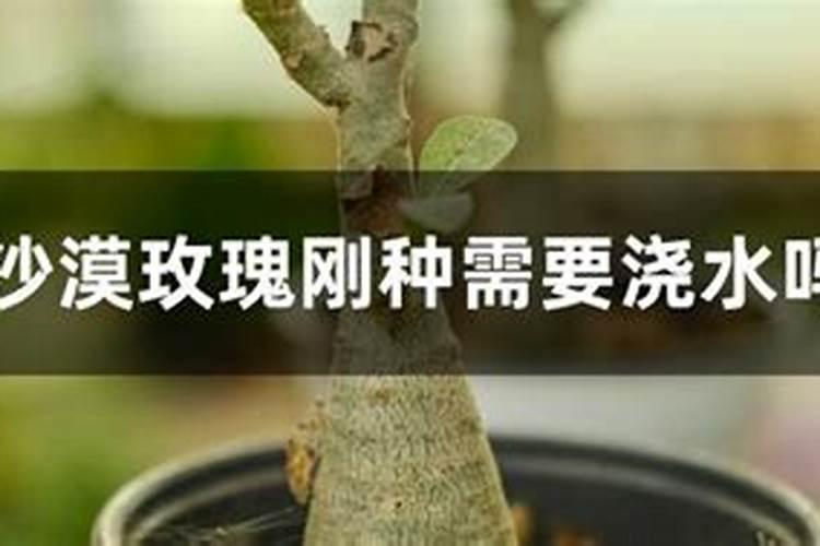 花刚种下去可以施肥吗