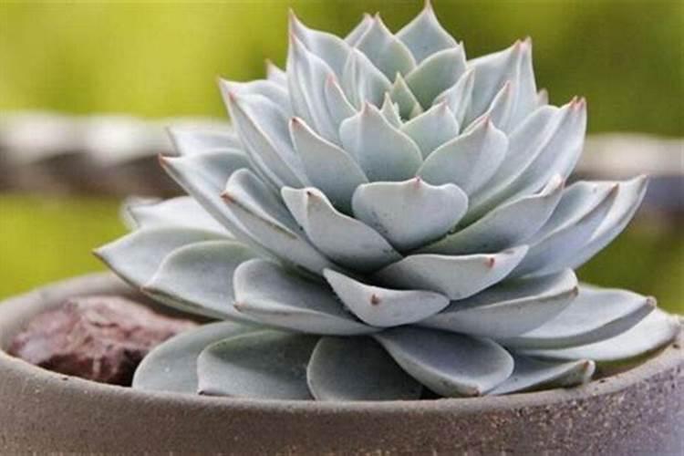 花刚种下去可以施肥吗