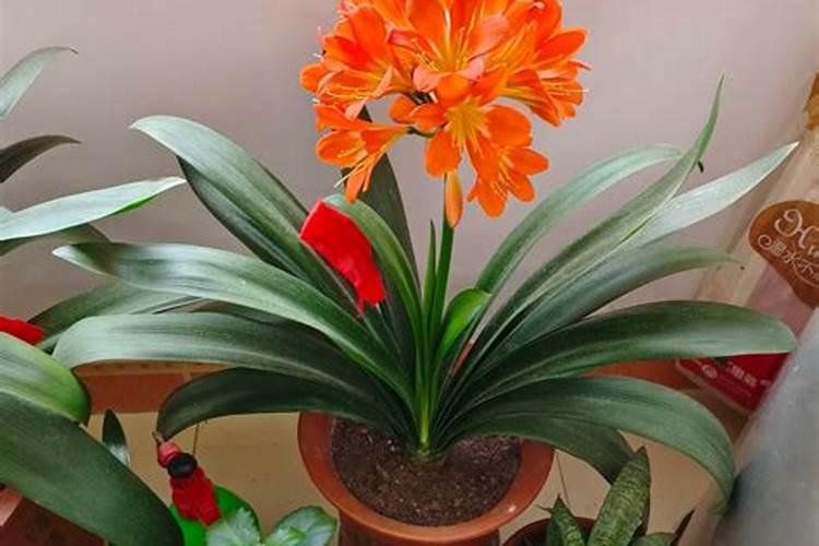 花刚种下去可以施肥吗 什么时候施肥更合适